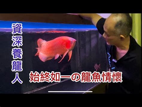 紅龍飼養|【養紅龍】打造絕美龍魚！紅龍養殖的關鍵秘訣全公開